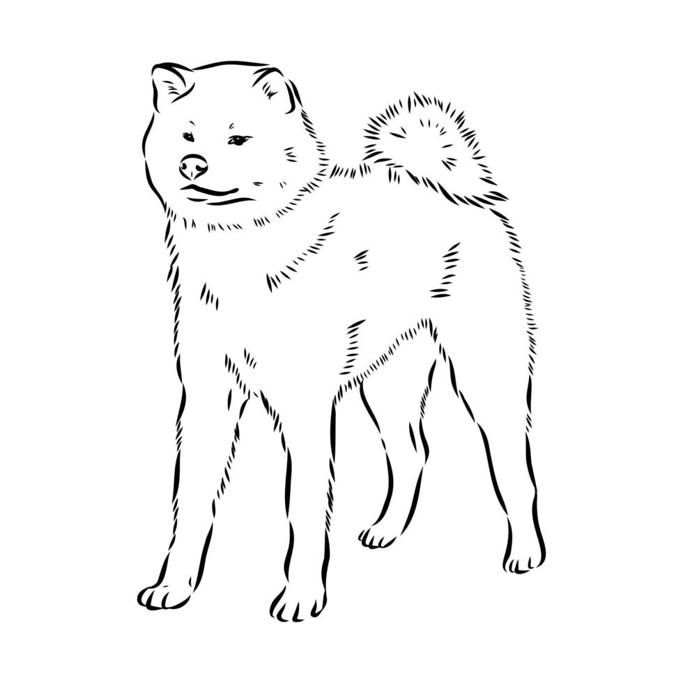 croquis de vecteur de chien akita inu