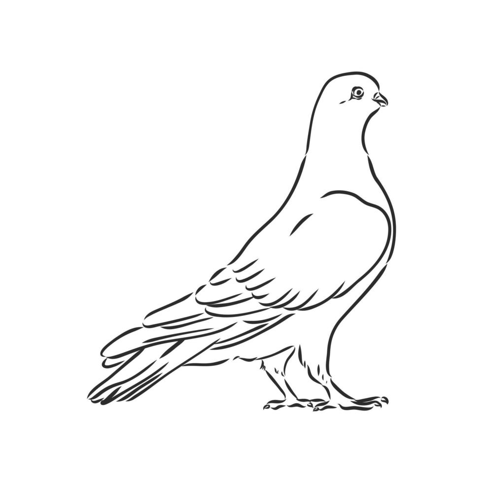 croquis de vecteur de pigeon de race pure