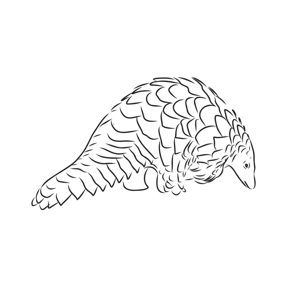 croquis de vecteur de pangolin