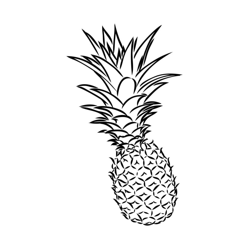 croquis de vecteur d'ananas