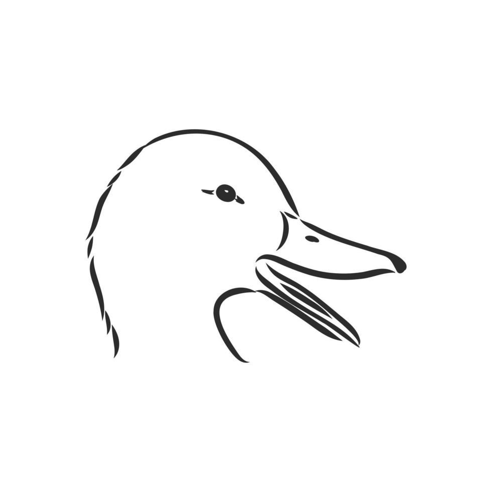 croquis de vecteur de canard