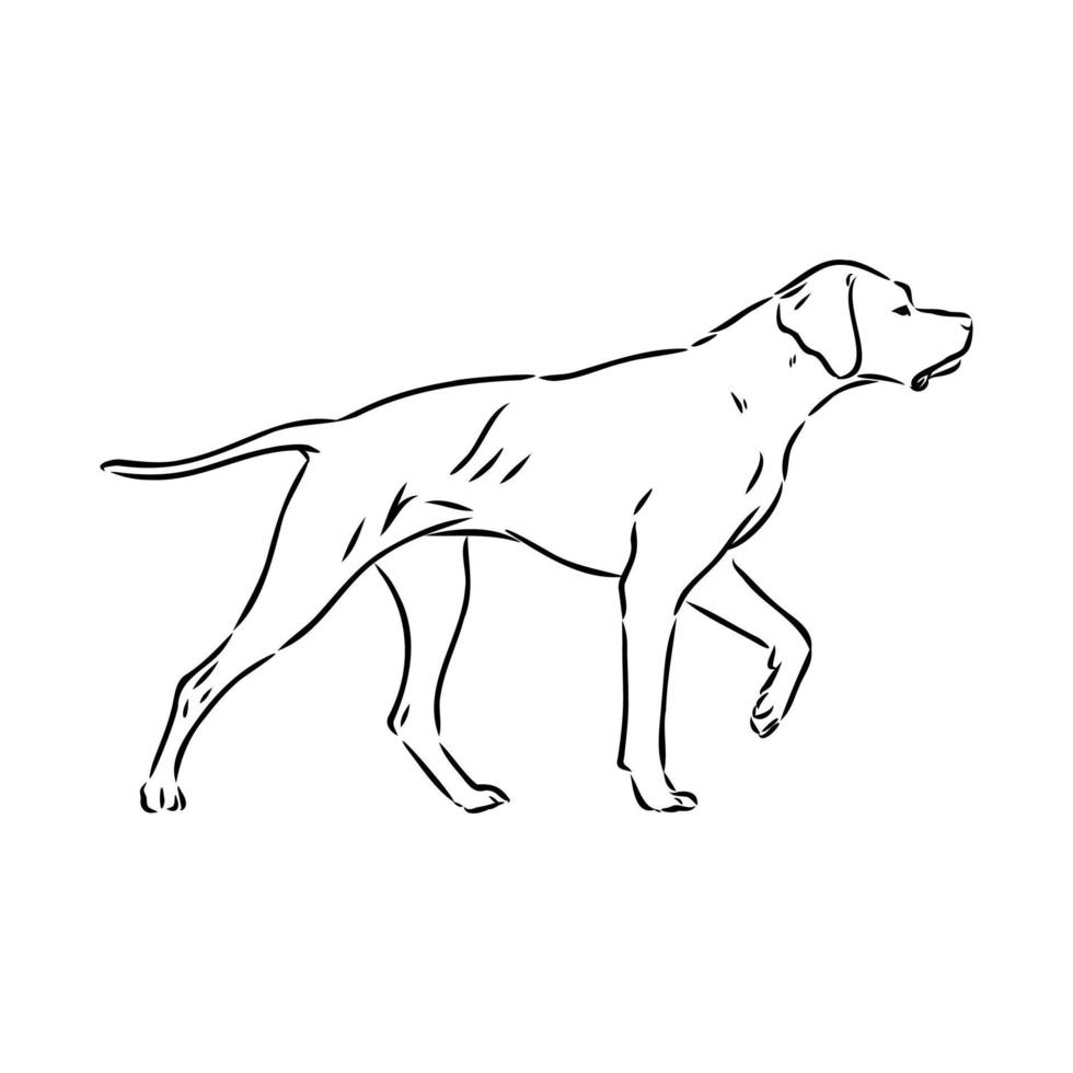 croquis de vecteur de chien pointeur