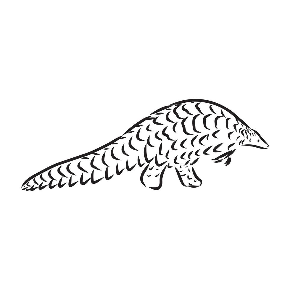 croquis de vecteur de pangolin