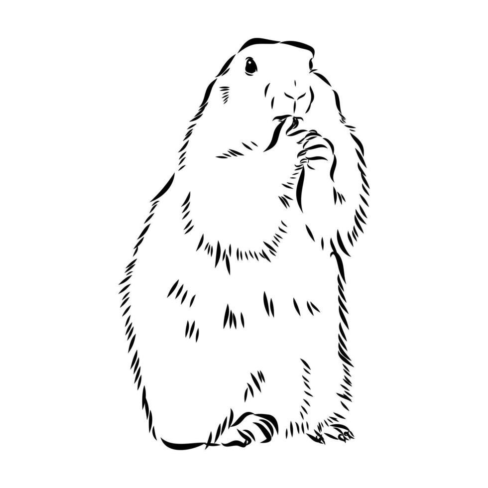 croquis de vecteur de marmotte