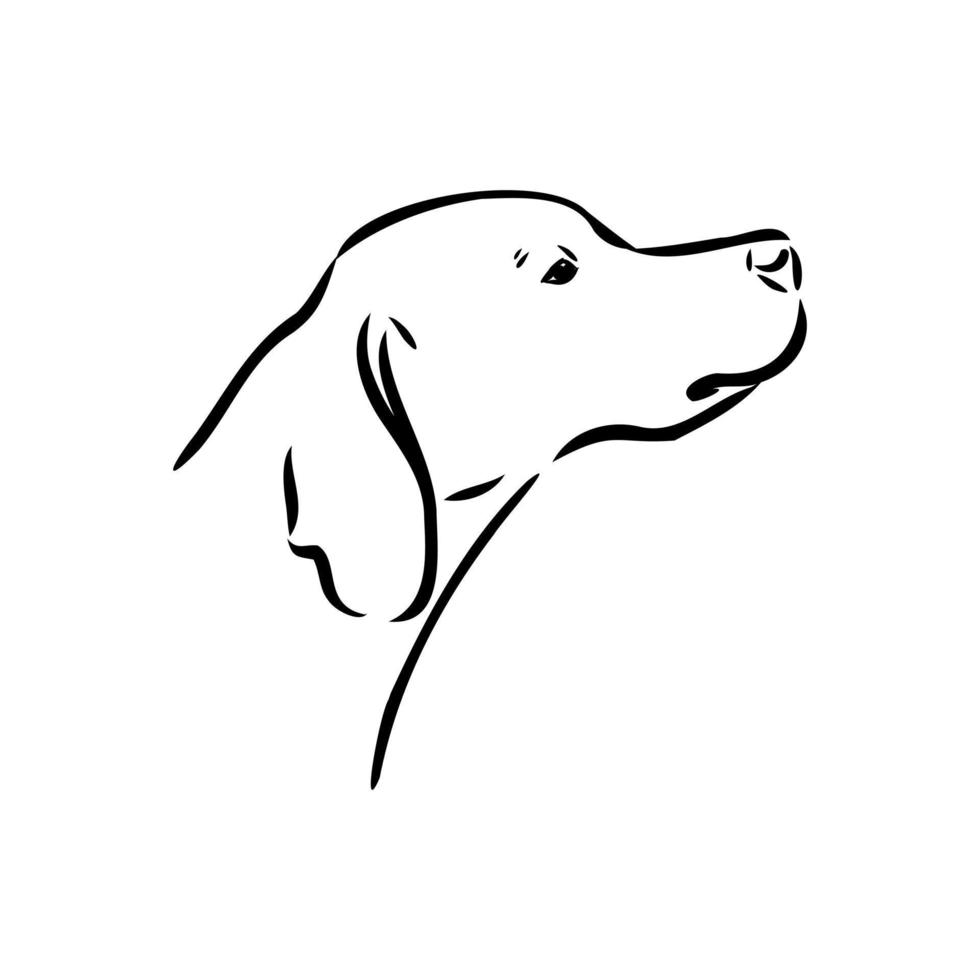 croquis de vecteur de chien pointeur