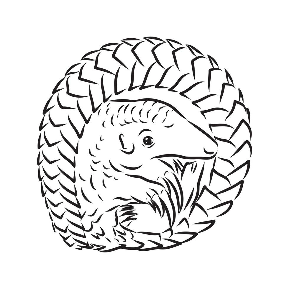 croquis de vecteur de pangolin