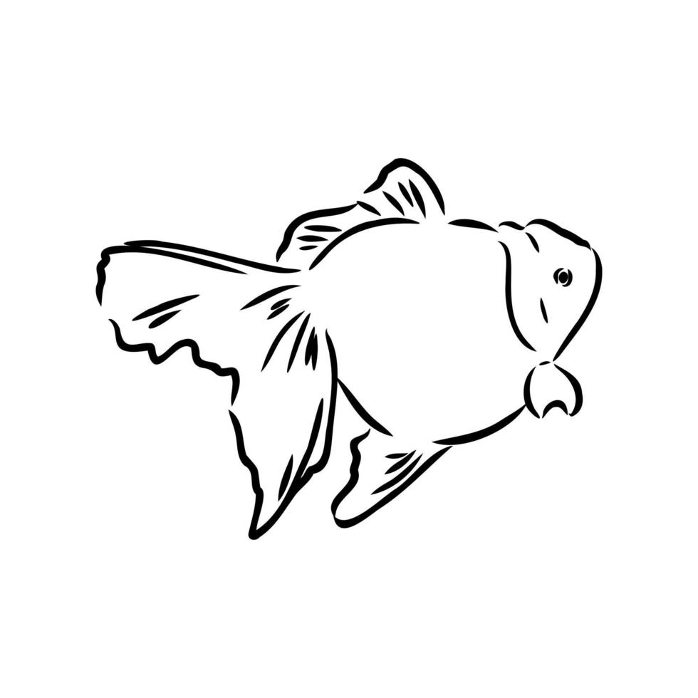 croquis de vecteur de poisson d'aquarium