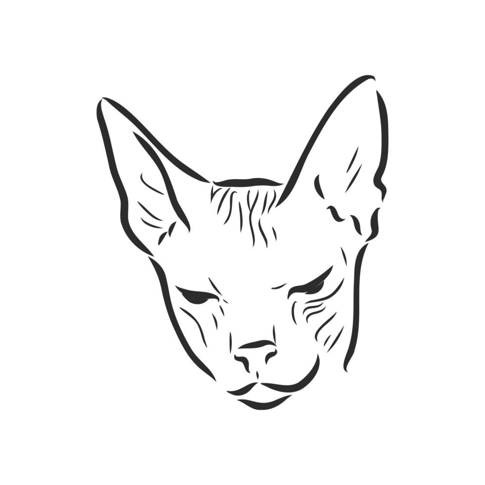 croquis de vecteur de chat sphinx