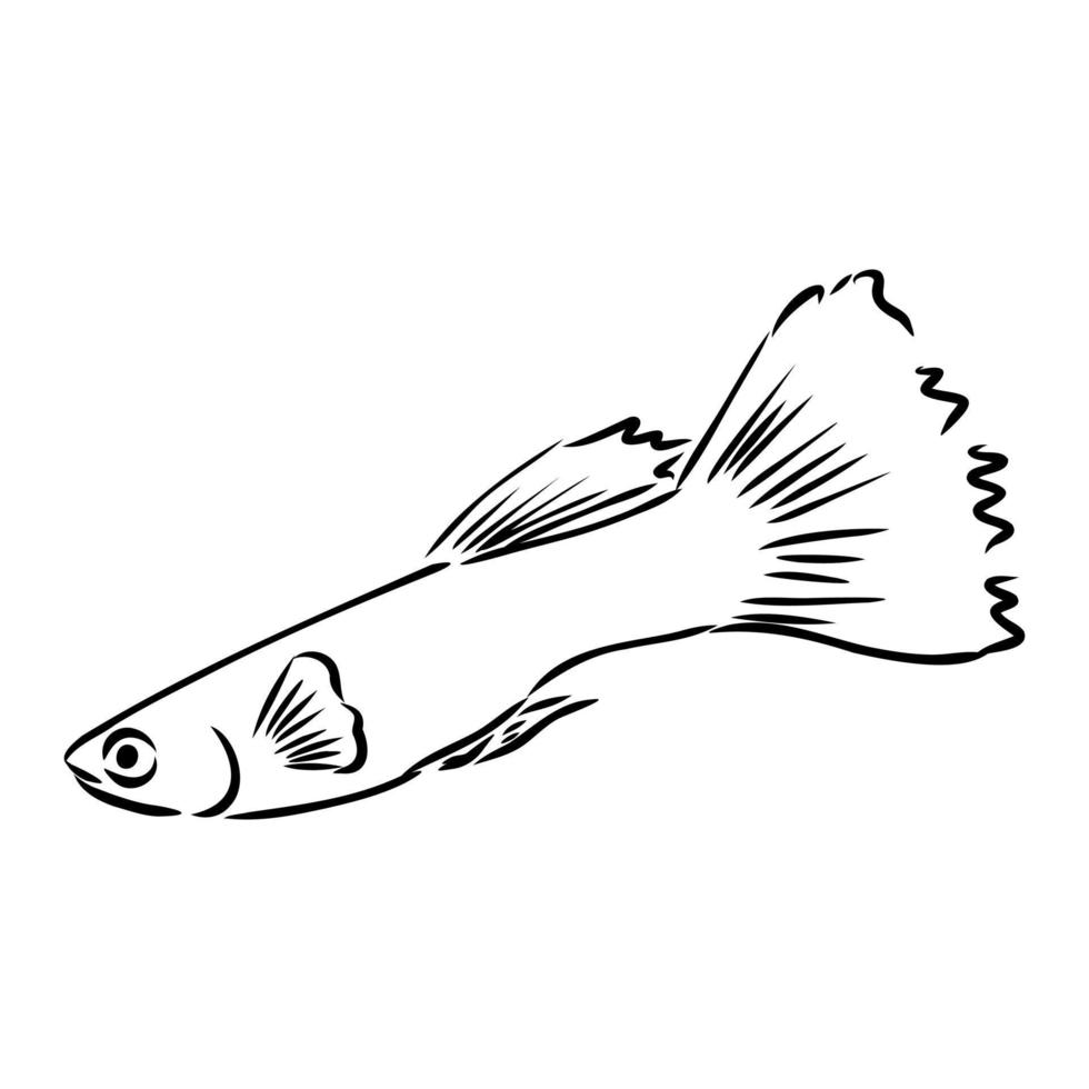 croquis de vecteur de poisson d'aquarium