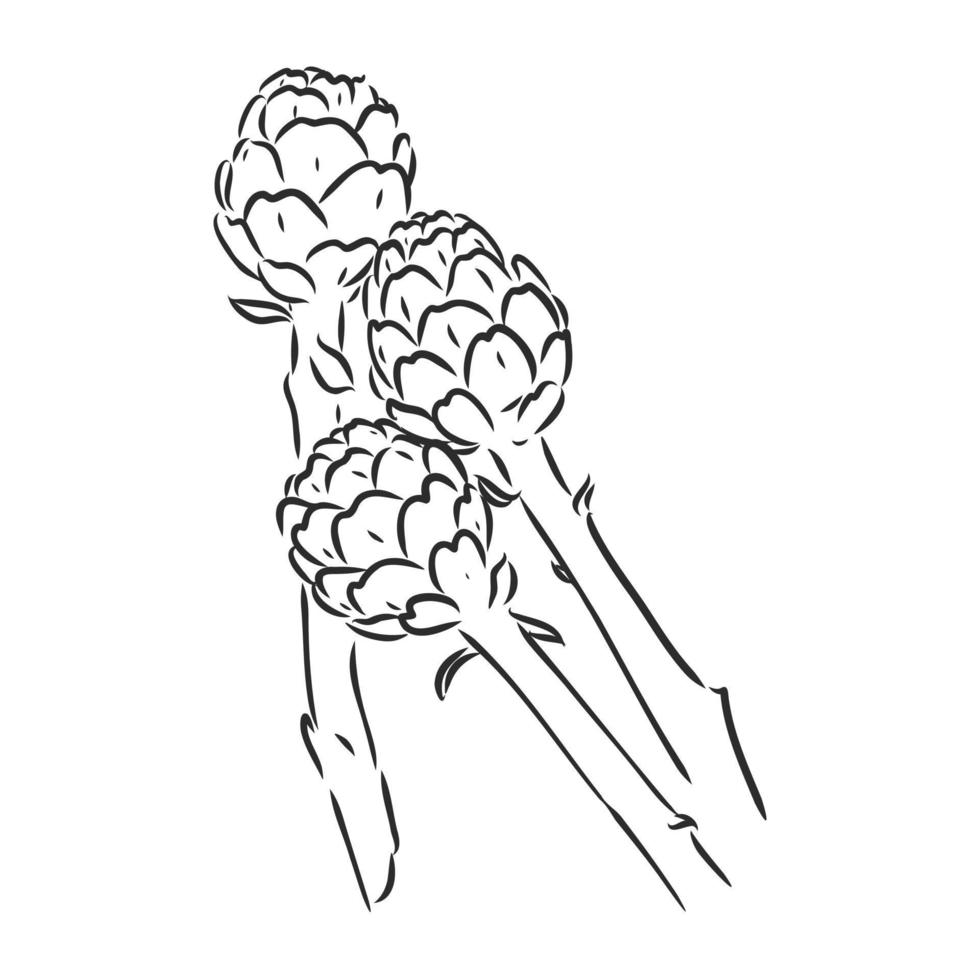 croquis de vecteur d'artichaut