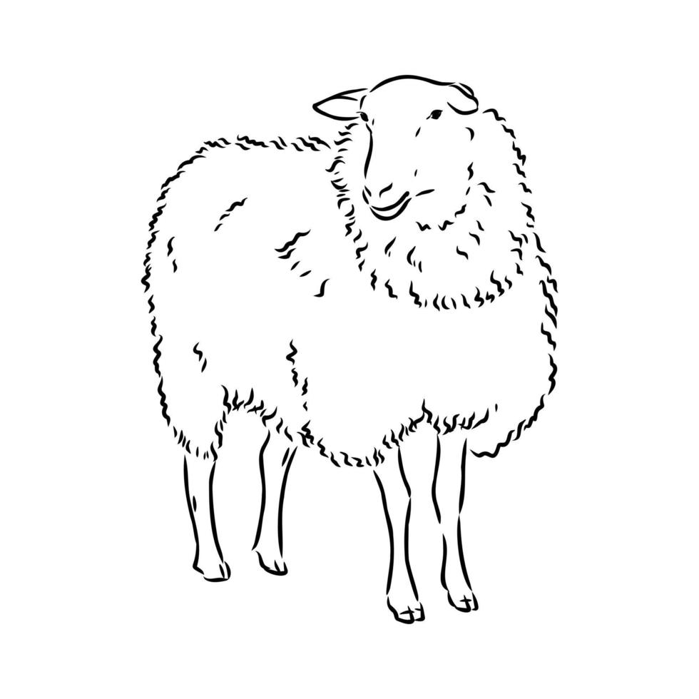 croquis de vecteur de moutons