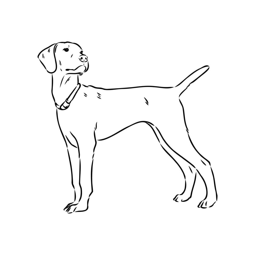 croquis de vecteur de chien pointeur