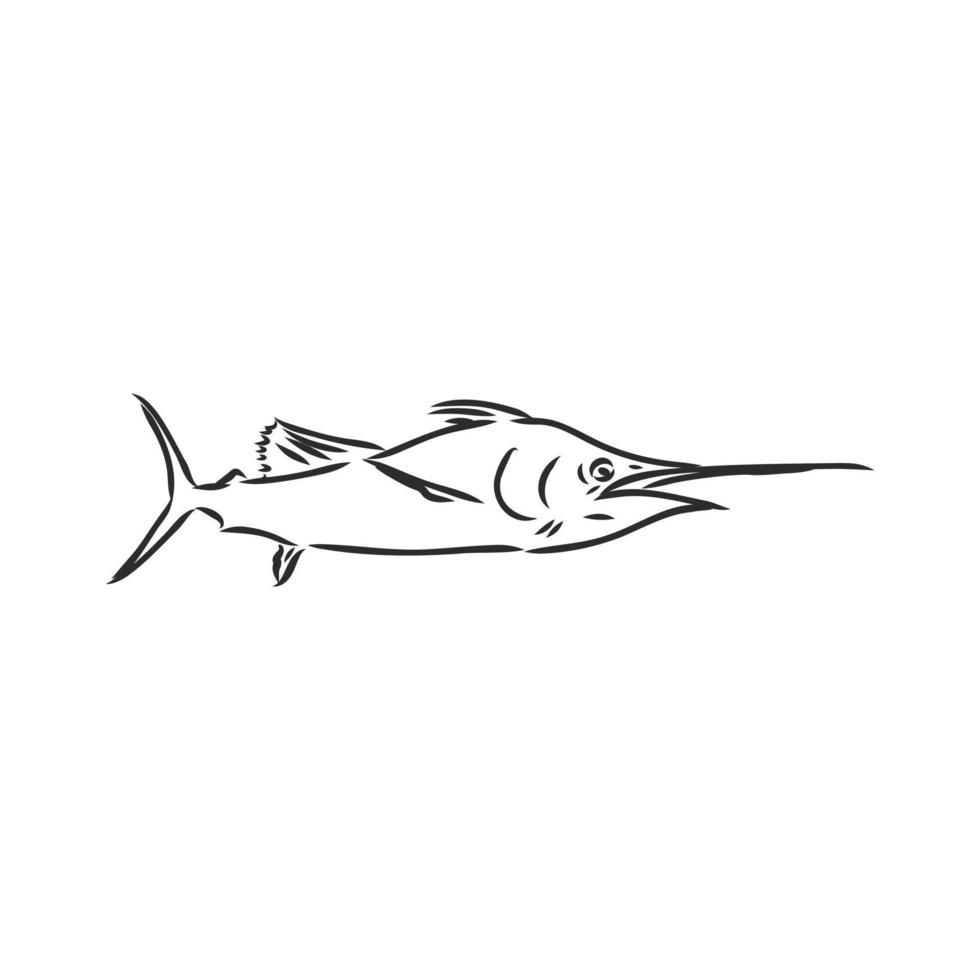 croquis de vecteur de poisson marlin