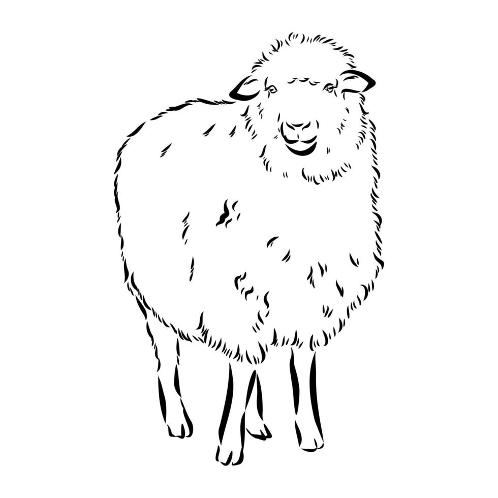 croquis de vecteur de moutons