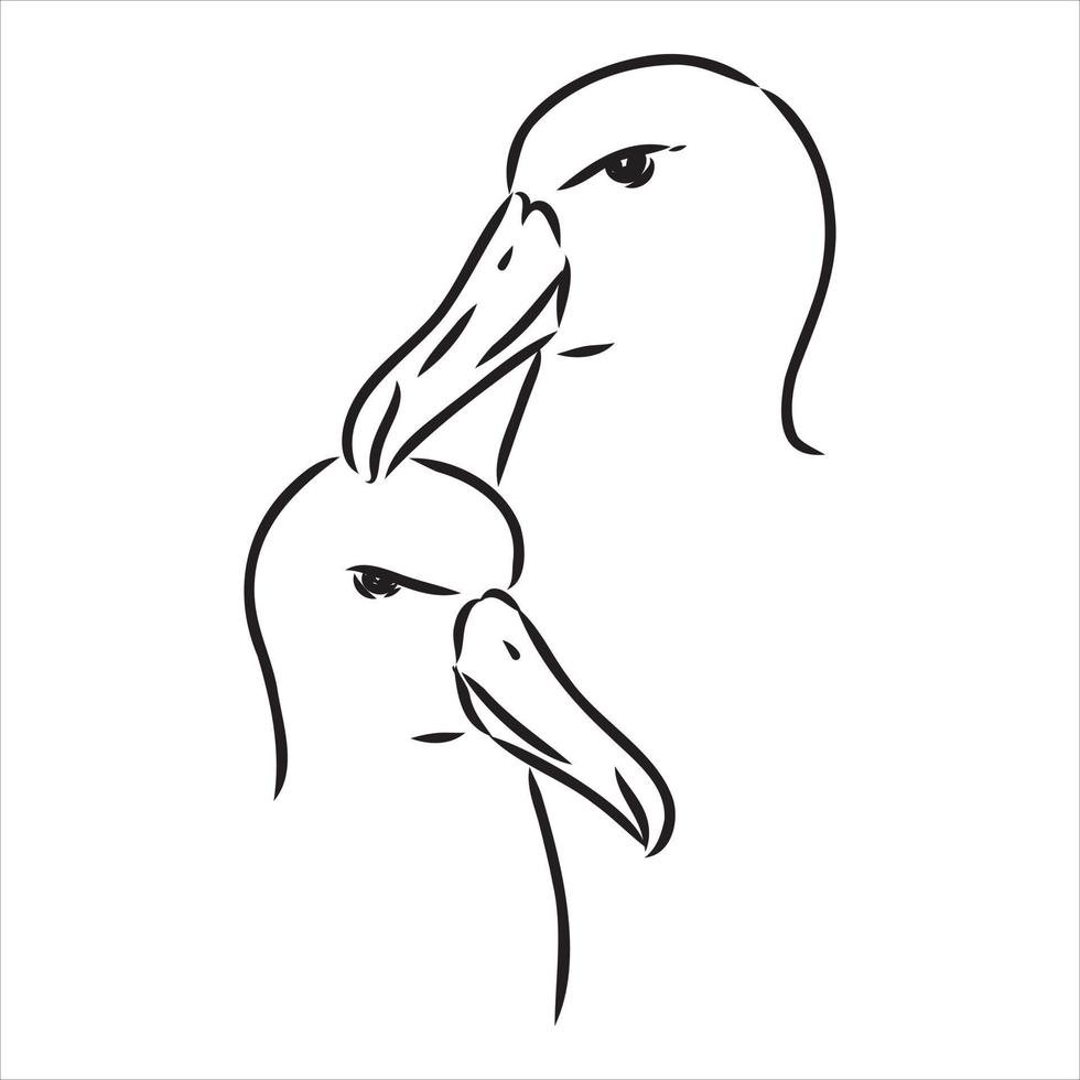 croquis de vecteur d'albatros