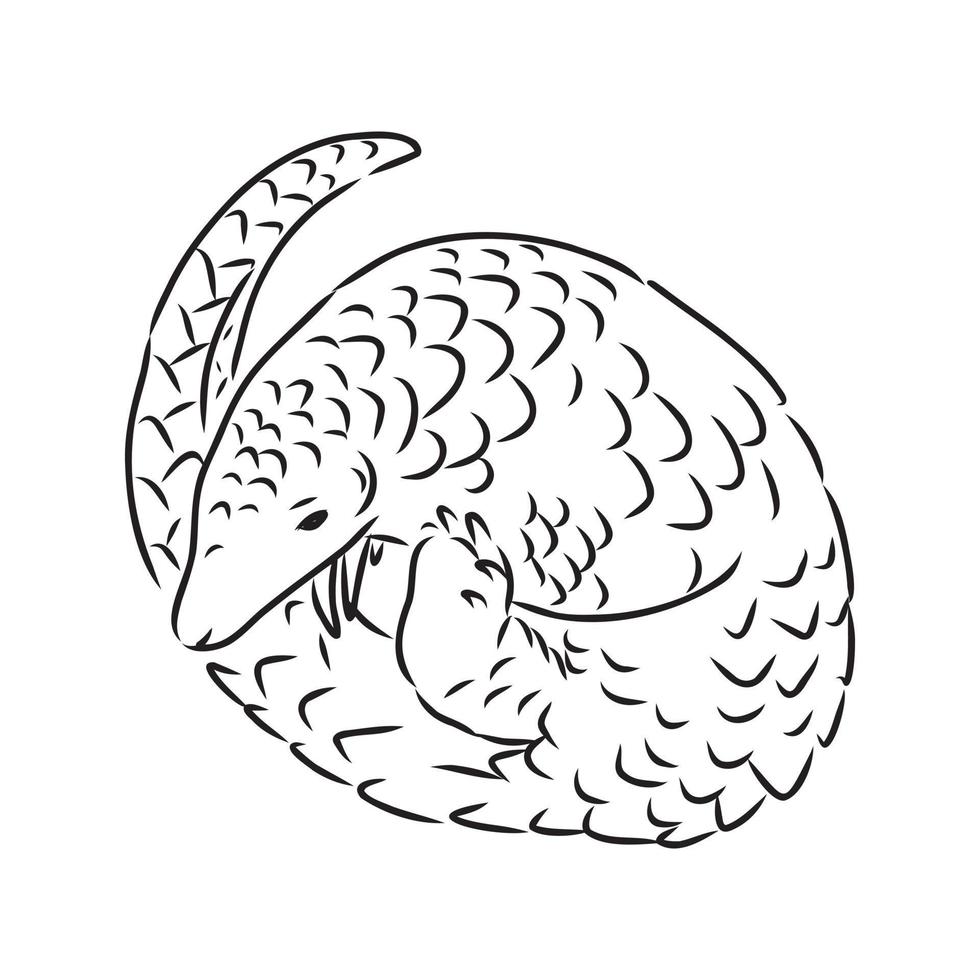 croquis de vecteur de pangolin