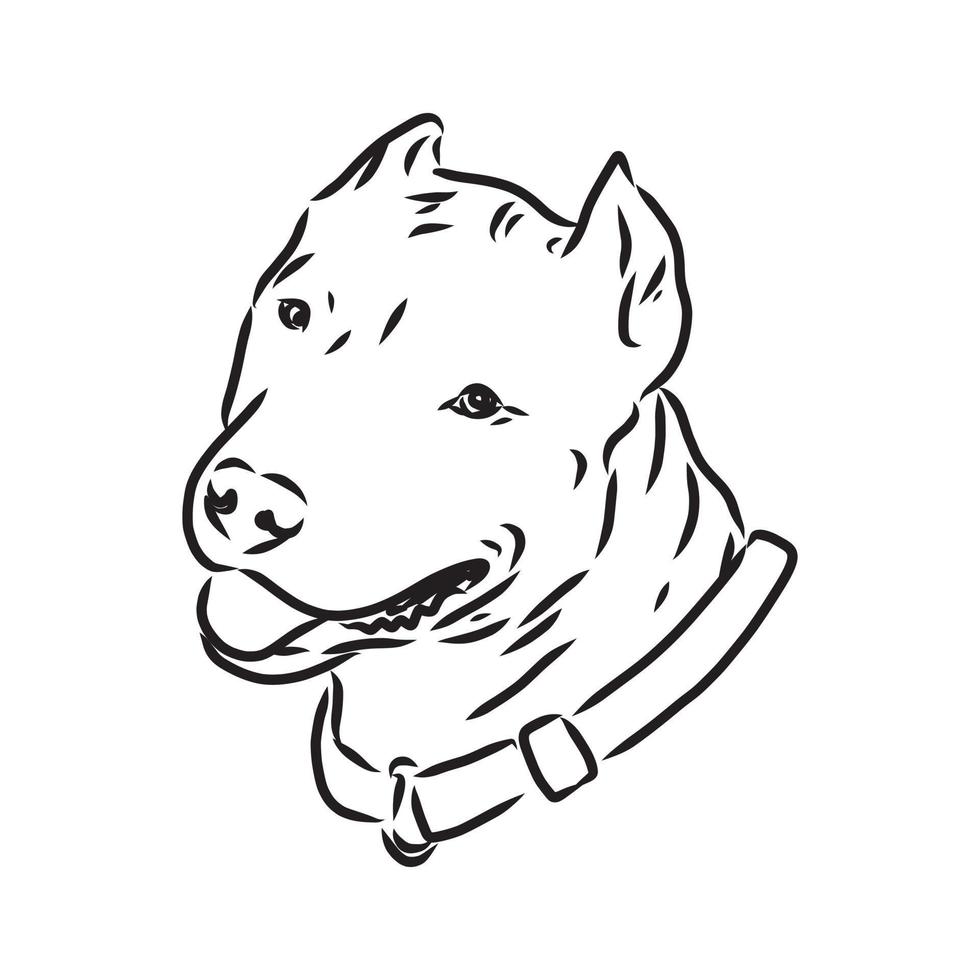 croquis de vecteur de pit-bull terrier