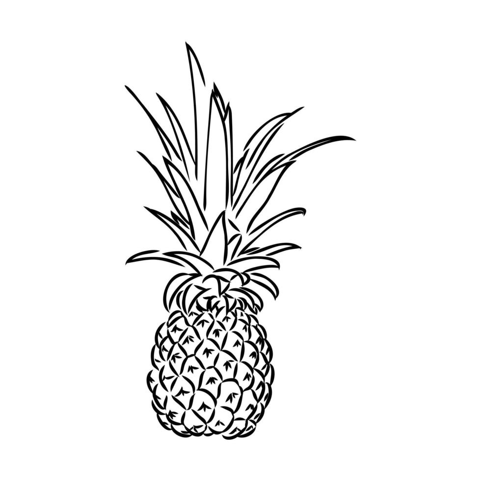 croquis de vecteur d'ananas