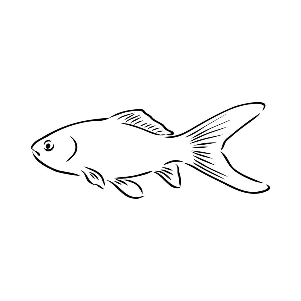 croquis de vecteur de poisson d'aquarium