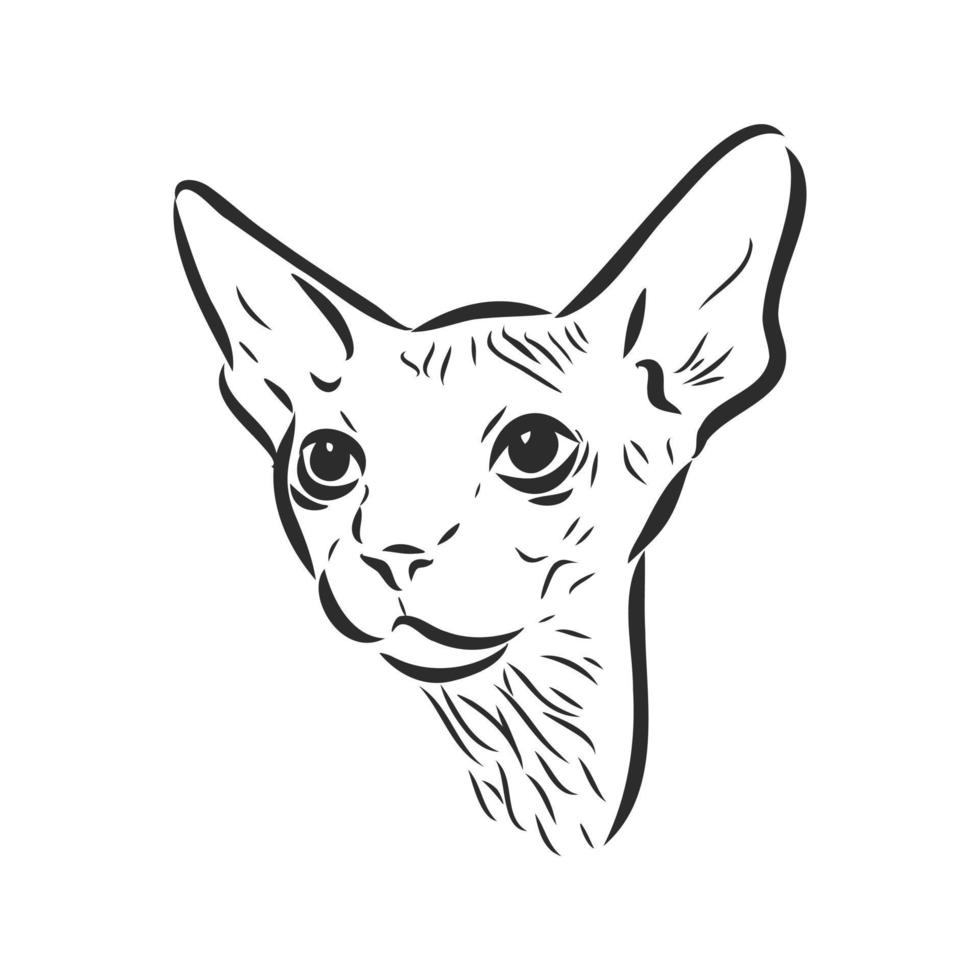 croquis de vecteur de chat sphinx