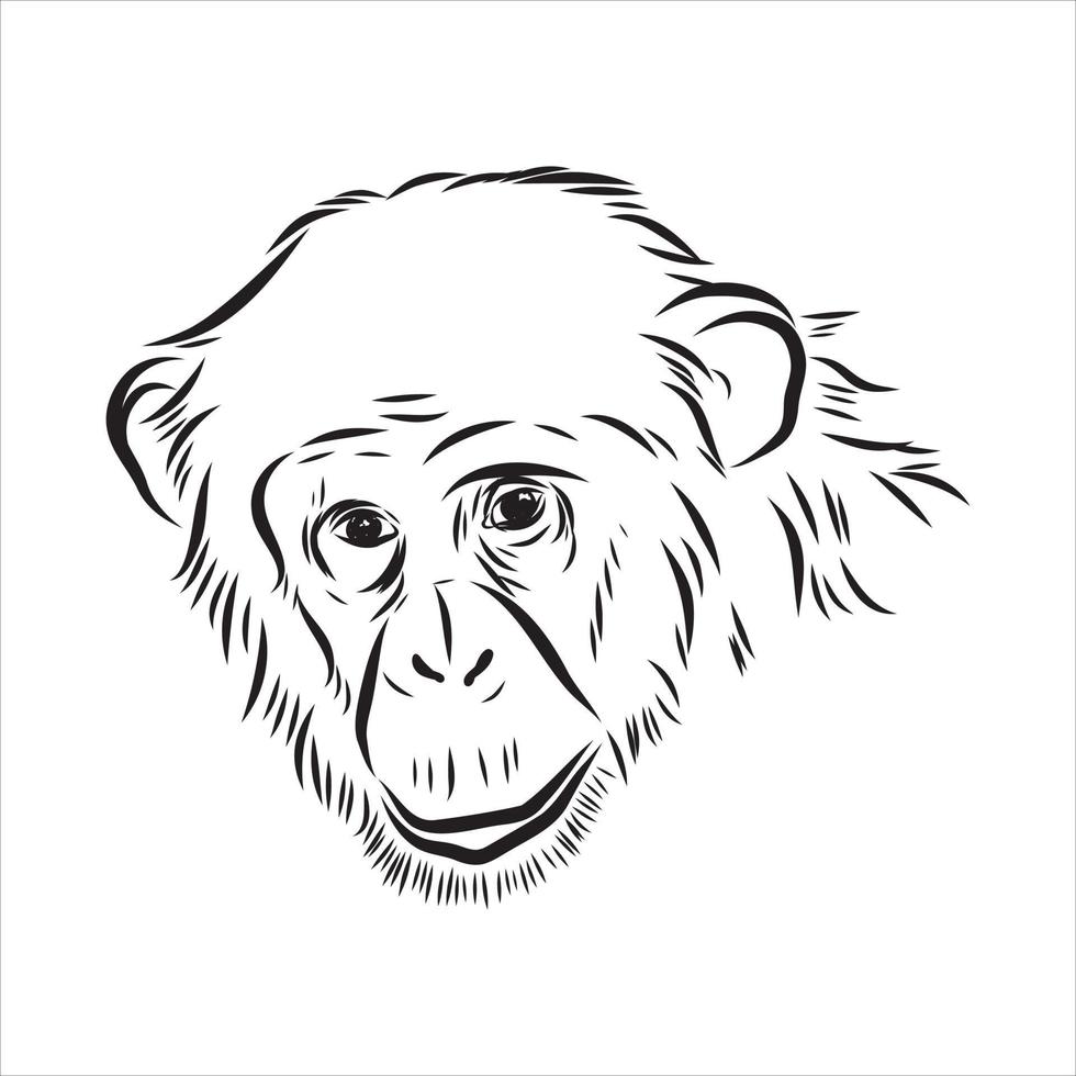 croquis de vecteur de chimpanzé