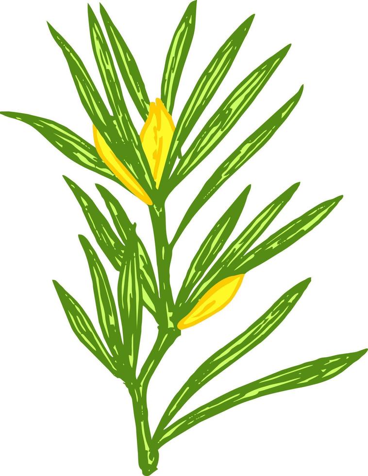 théier rooibos, feuille, fleur. branche de rooibos illustration de croquis de couleur dessinés à la main, dessin au trait. thé rooibos africain, boisson chaude. thé aux herbes vecteur