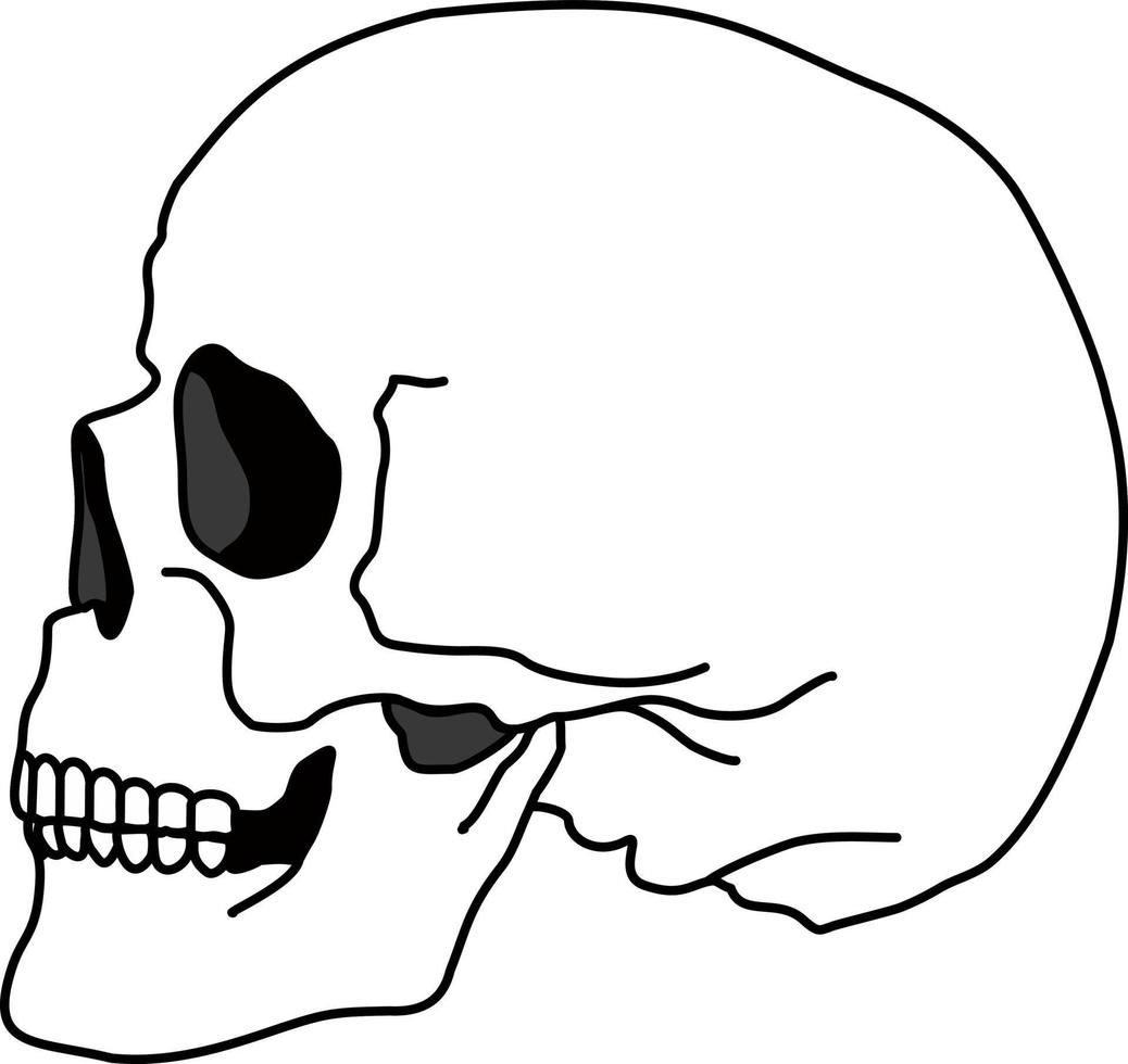 visage d'os de crâne. vue de côté. icône du crâne. dessin animé noir et blanc souriant tête de squelette humain mignon, illustration vectorielle. croquis de tête morte de squelette fantasmagorique vecteur