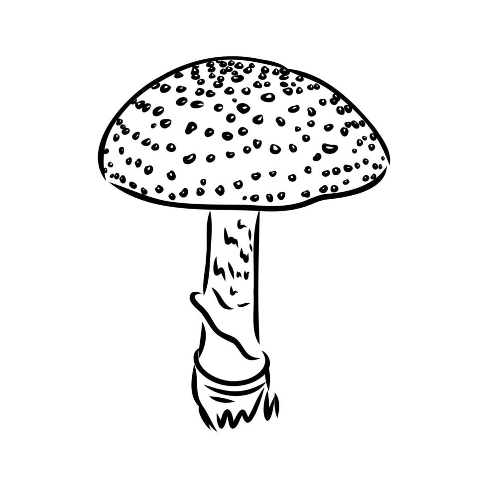 croquis de vecteur d'agaric de mouche