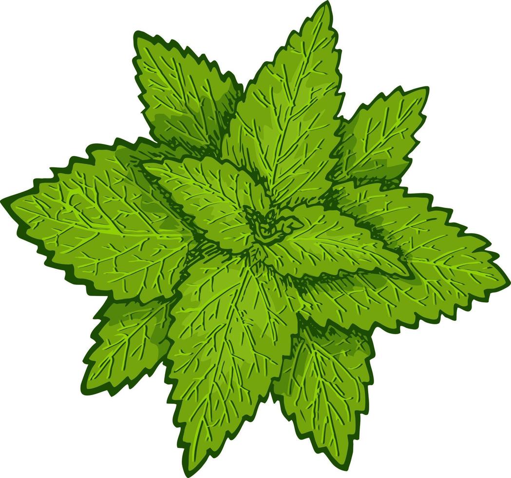 menthe. feuilles de menthe, plante de menthe. dessin botanique vecteur