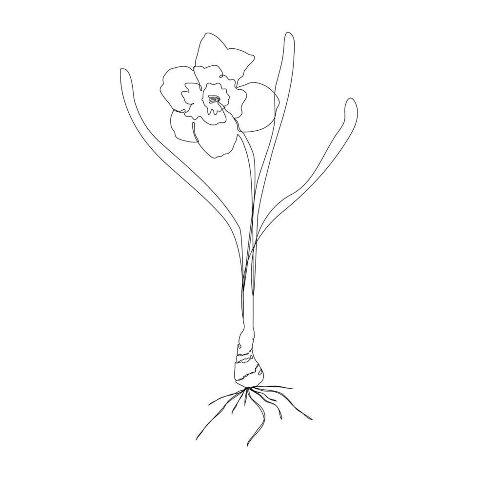 continu un simple dessin abstrait simple de l'icône de fleur de jonquille en silhouette sur un fond blanc. linéaire stylisé. illustration vectorielle. vecteur