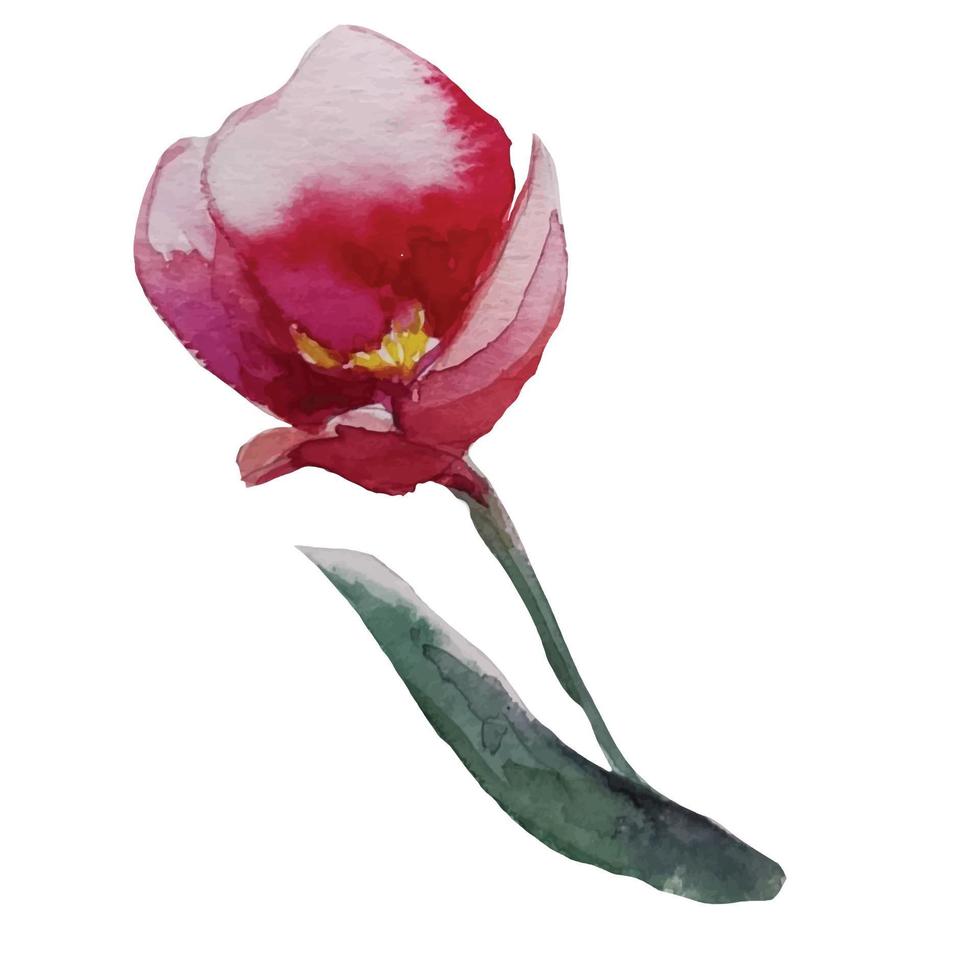 aquarelle de fleur de tulipe rouge en fleurs, vecteur d'illustration