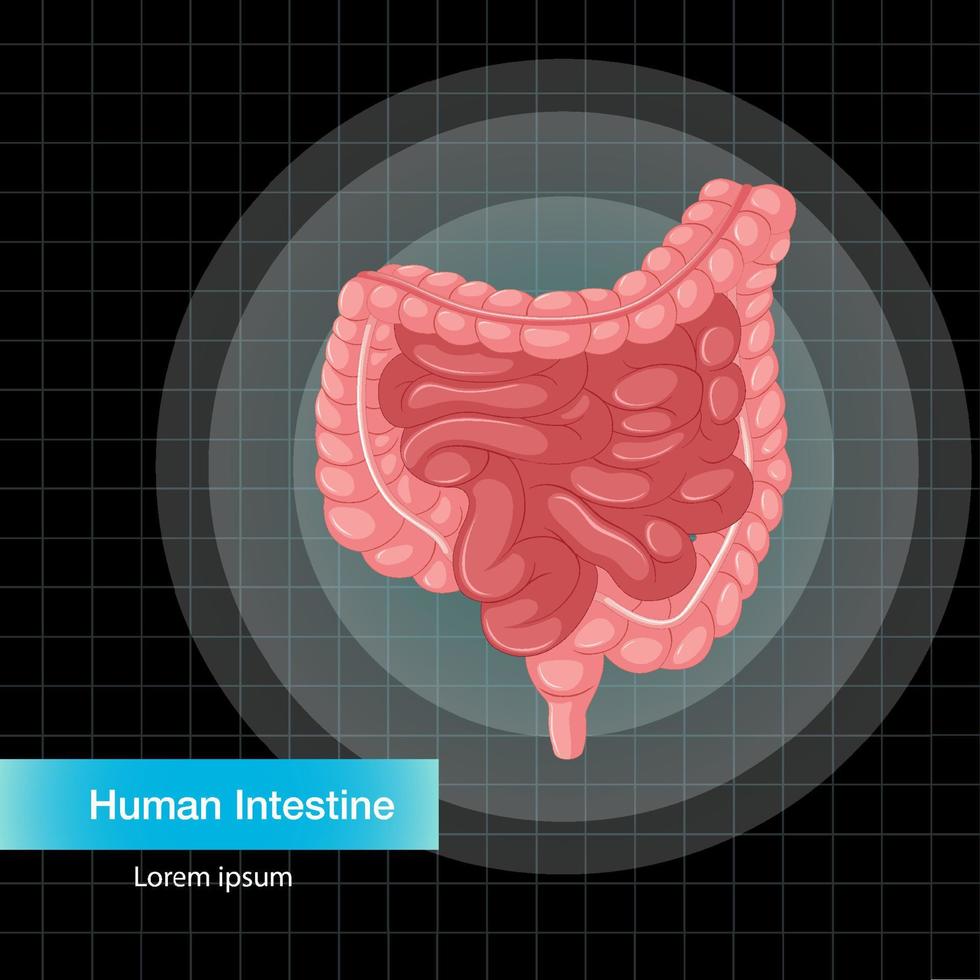 organe interne humain avec intestin vecteur