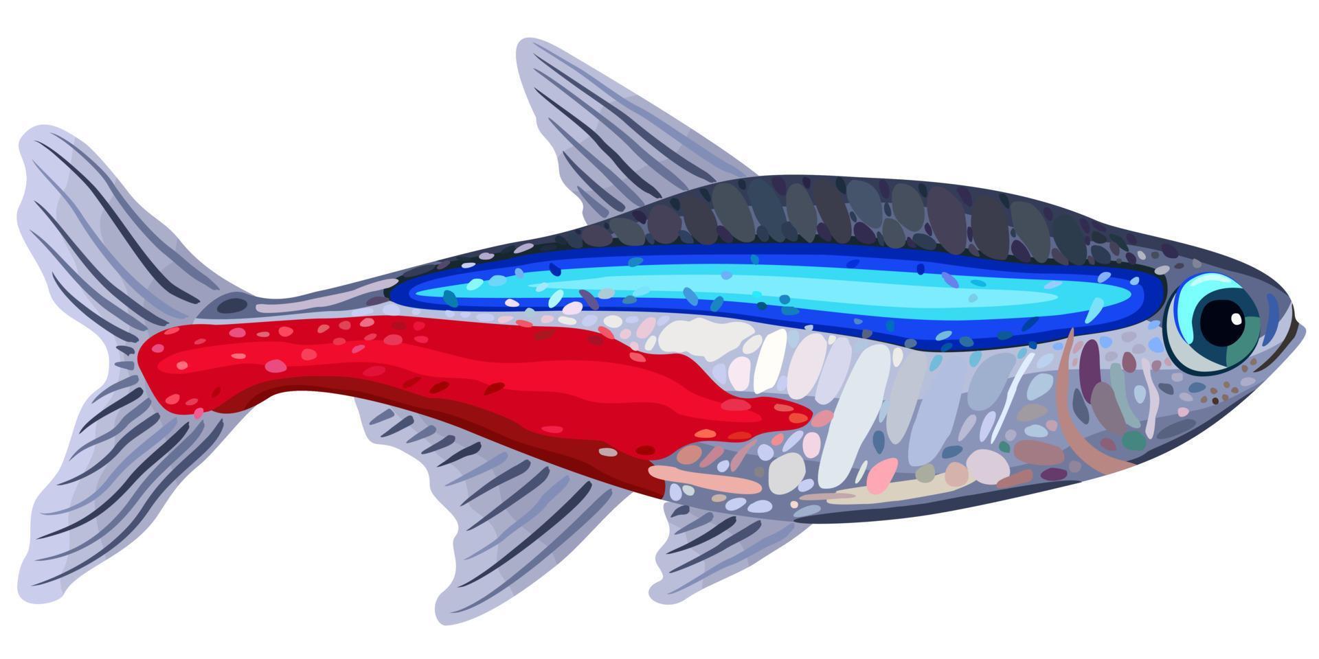 illustration vectorielle isolée de tétra néon de poisson d'aquarium décoratif. vecteur