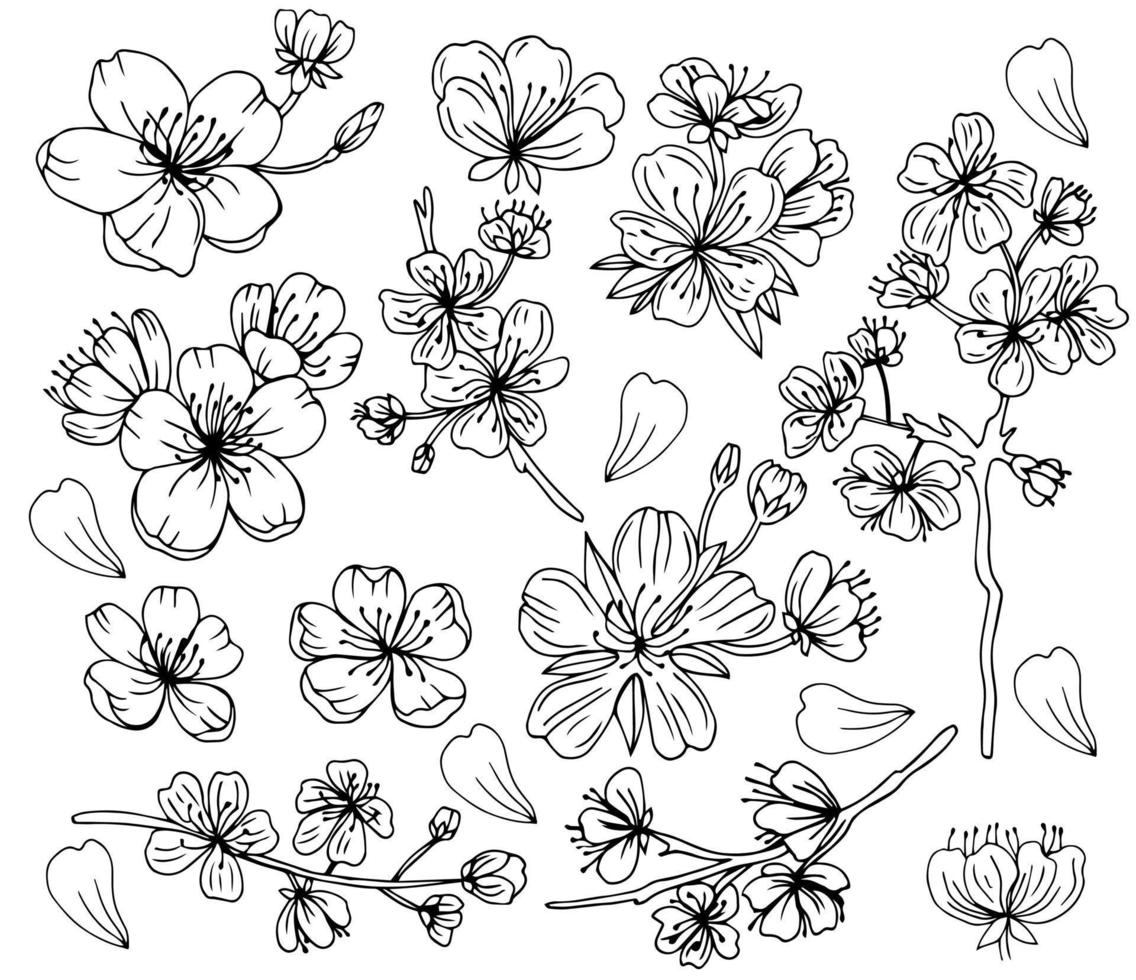 ensemble de fleurs de fleurs de sakura, style d'encre de ligne dessinée à la main. cure doodle illustration vectorielle de plante de cerisier, noir isolé sur fond blanc. floraison florale réaliste pour les vacances printanières japonaises ou chinoises vecteur