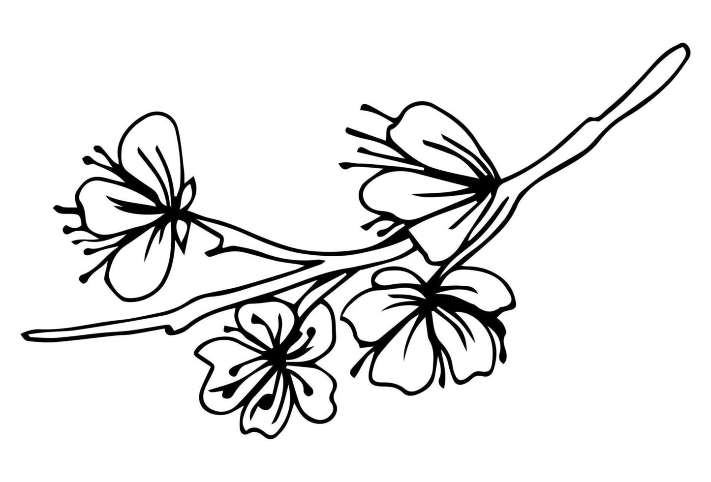 fleurs de sakura fleurissent, style d'encre ligne dessinée à la main. illustration vectorielle mignon doodle cerise, noir isolé sur fond blanc. vecteur