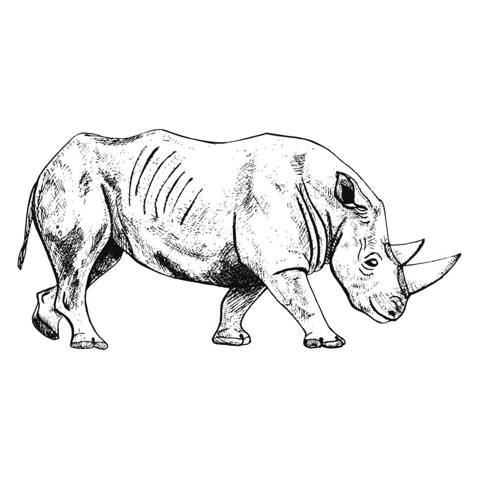 rhinocéros isolé sur fond blanc. dessinez un animal graphique avec une savane de corne dans le style de gravure. vecteur