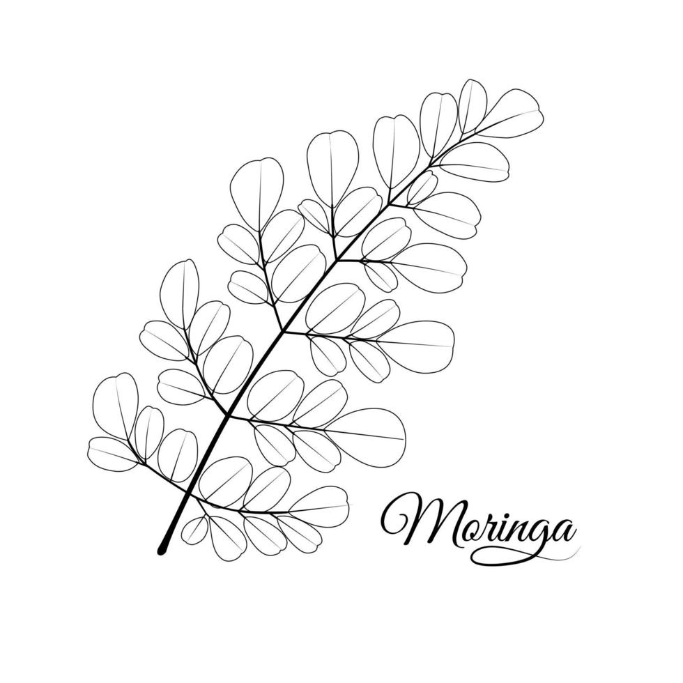 feuille de moringa ou croquis de moringa oleifera, isolé sur fond blanc, illustration vectorielle. vecteur