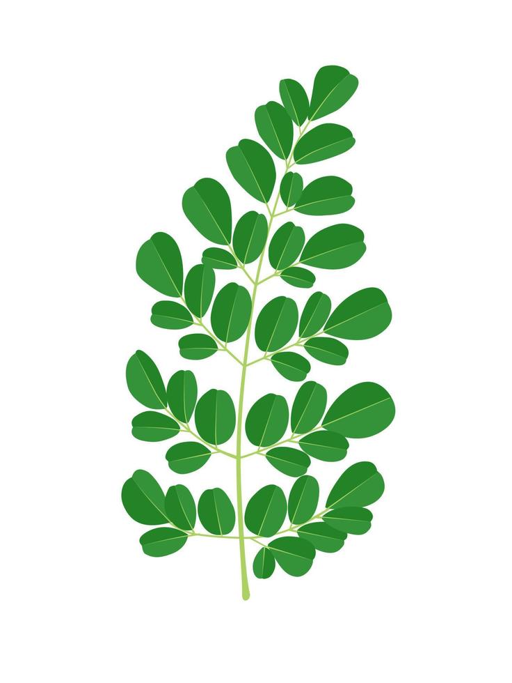 feuille de moringa ou moringa oleifera, isolée sur fond blanc, illustration vectorielle. vecteur