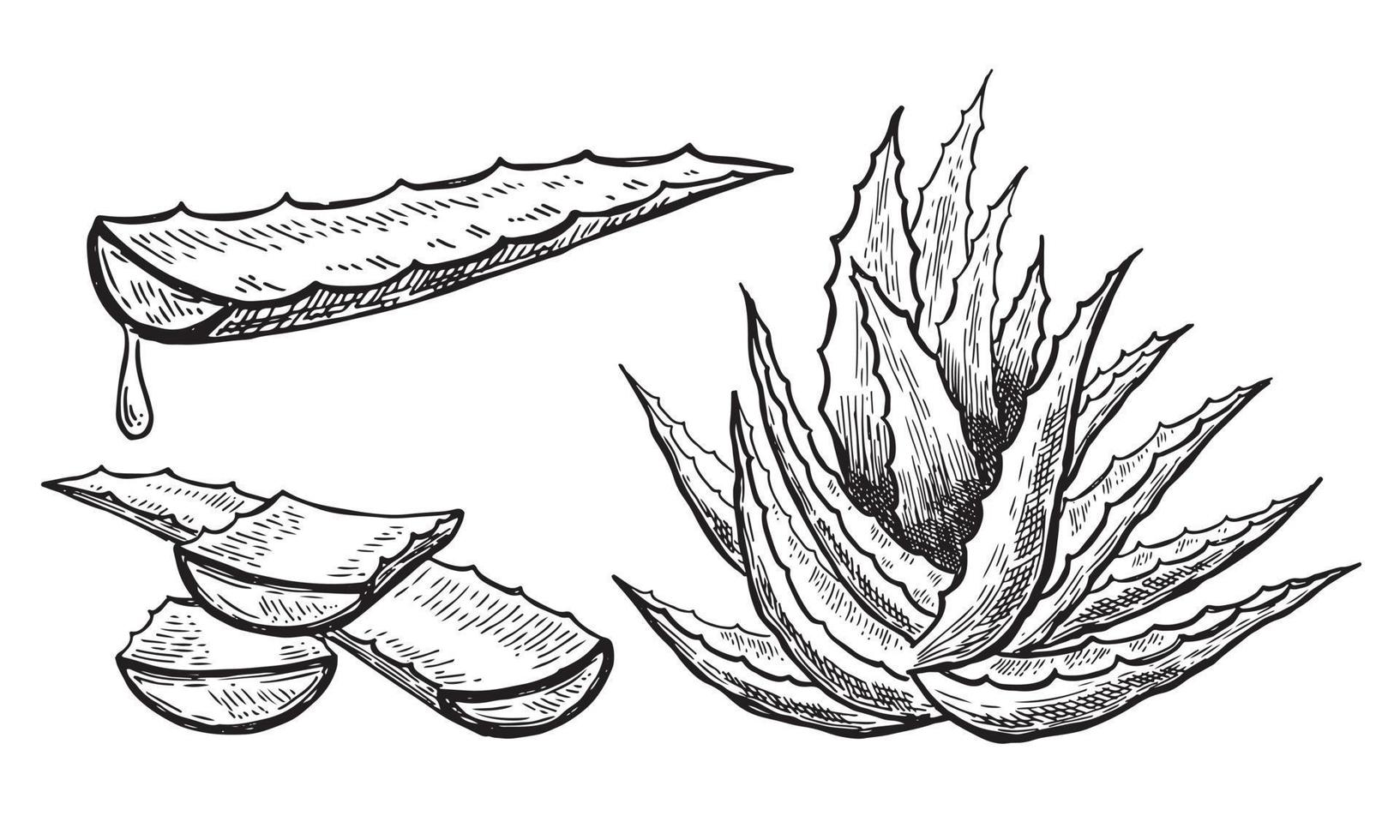 illustration dessinée à la main d'aloe vera. vecteur