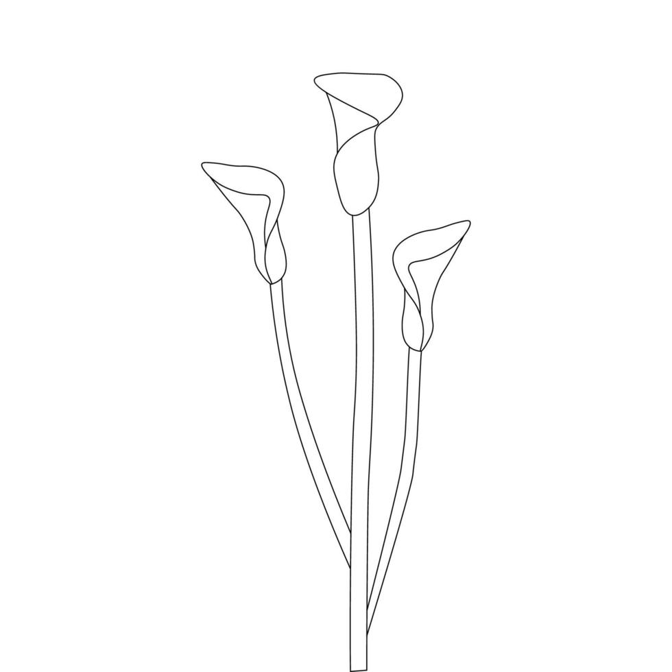 calla fleur floraison coloriage dessin aperçu vecteur