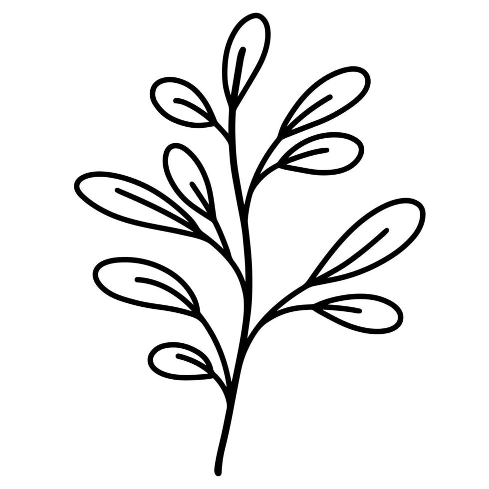 illustration vectorielle d'une branche gracieuse avec des feuilles. icône isolé sur fond blanc. simple doodle noir dessiné à la main. contour mince, silhouette d'une plante vecteur