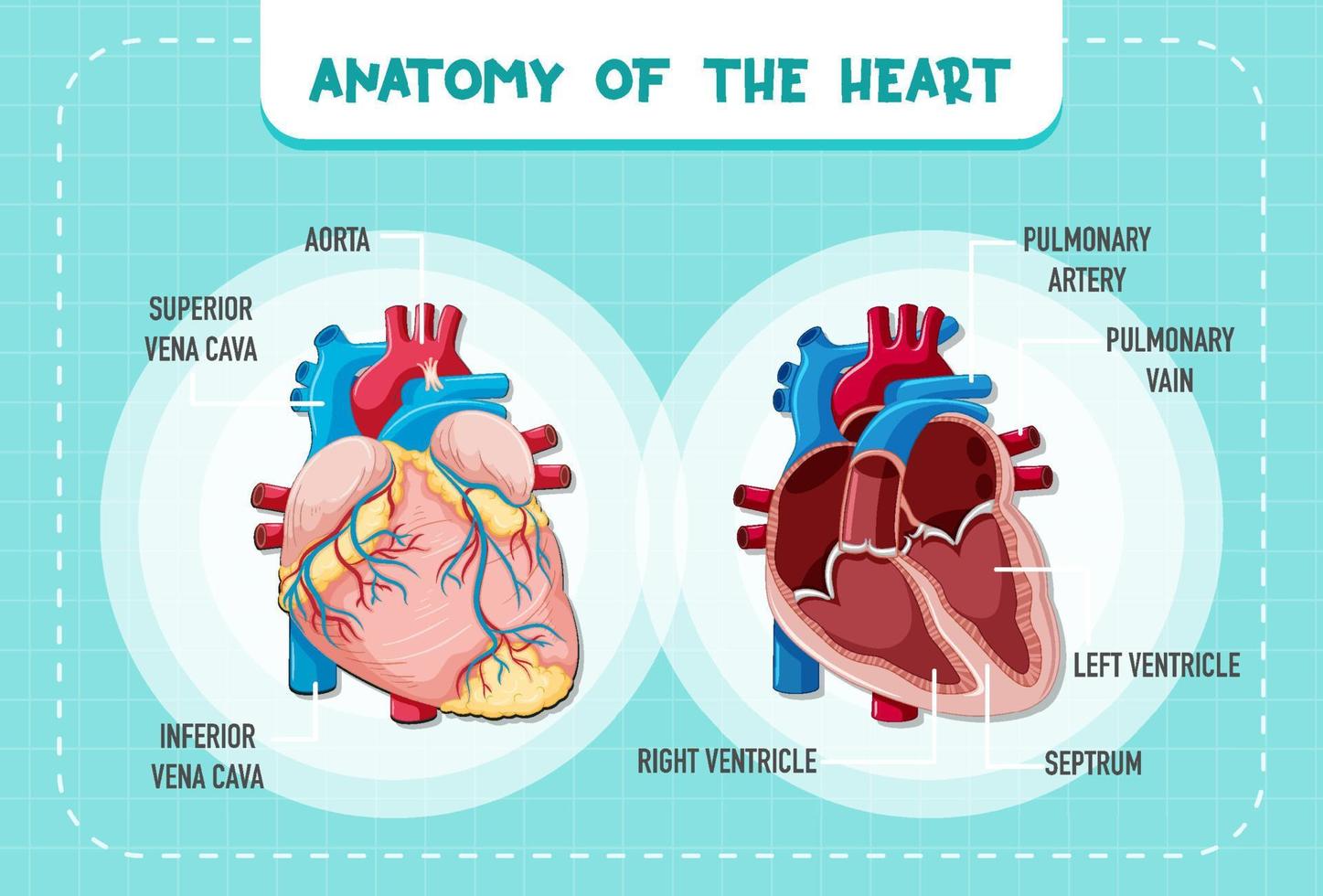 organe interne humain avec coeur vecteur