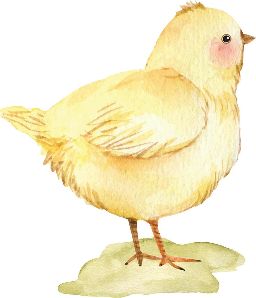 poussin jaune, illustration aquarelle isolée sur fond blanc. vecteur