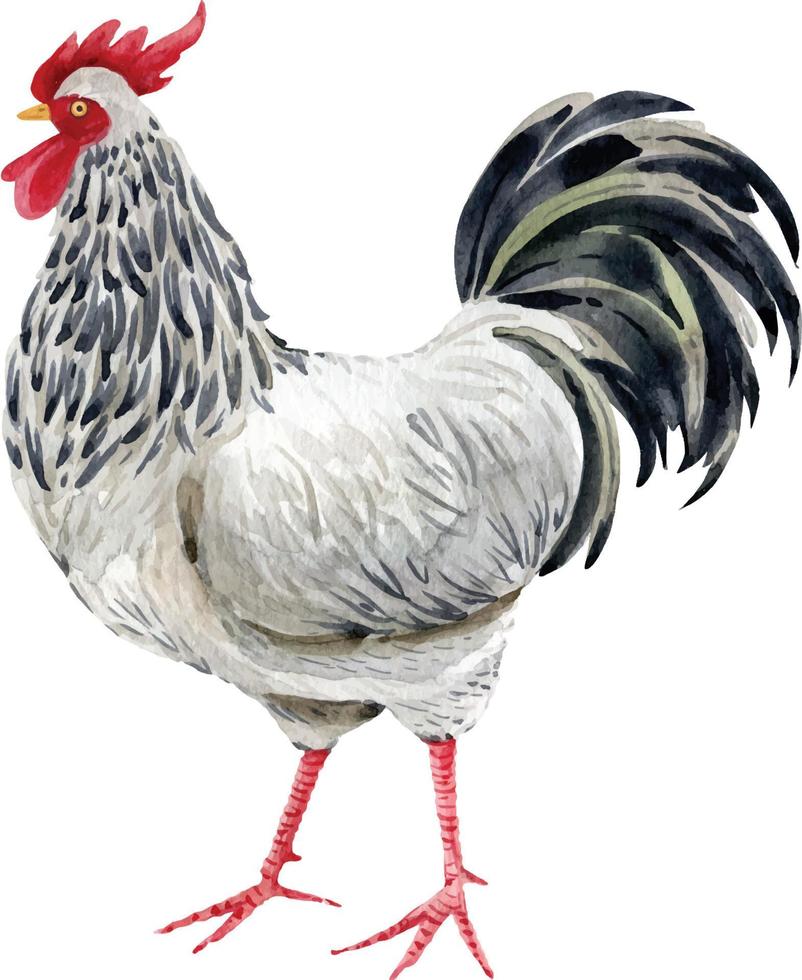 oiseau coq, illustration aquarelle sur fond blanc. vecteur
