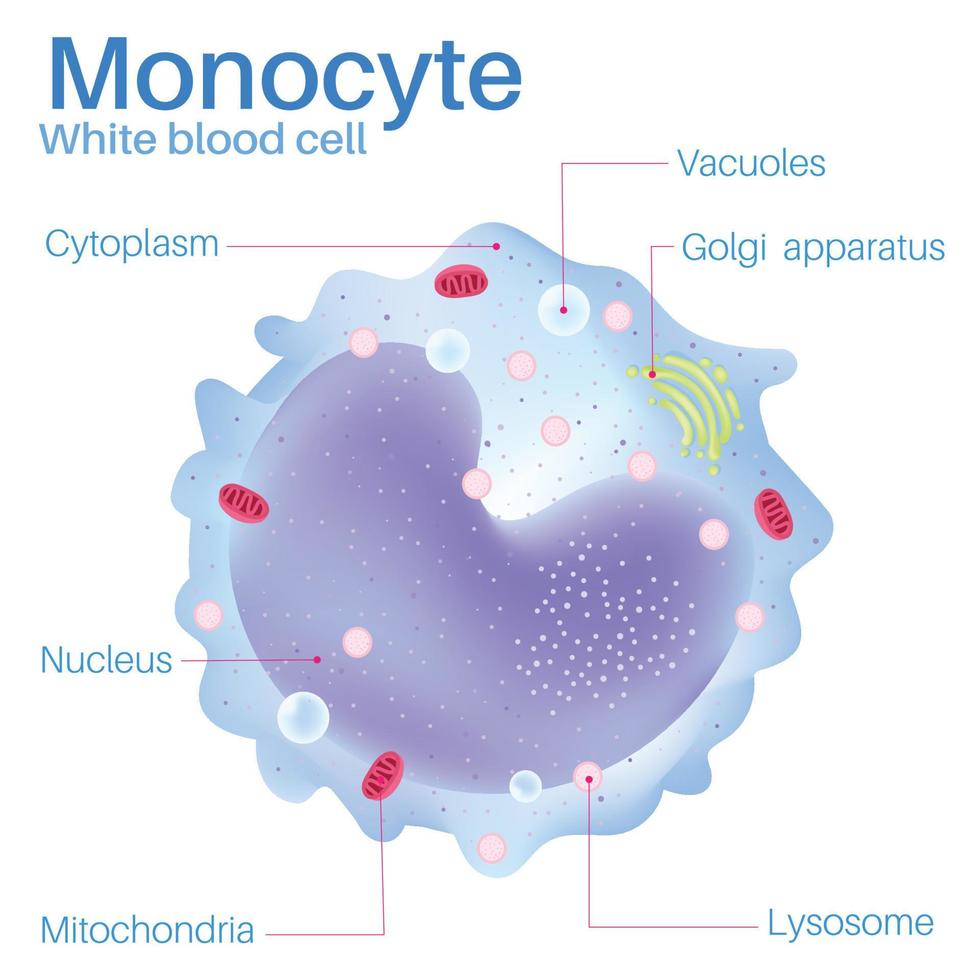 les monocytes sont des globules blancs. vecteur