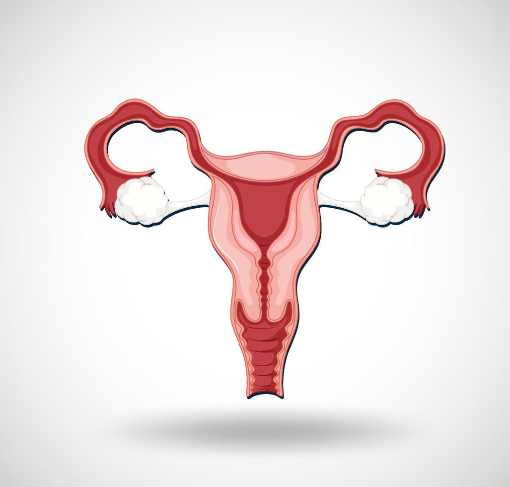 organe interne humain avec utérus vecteur