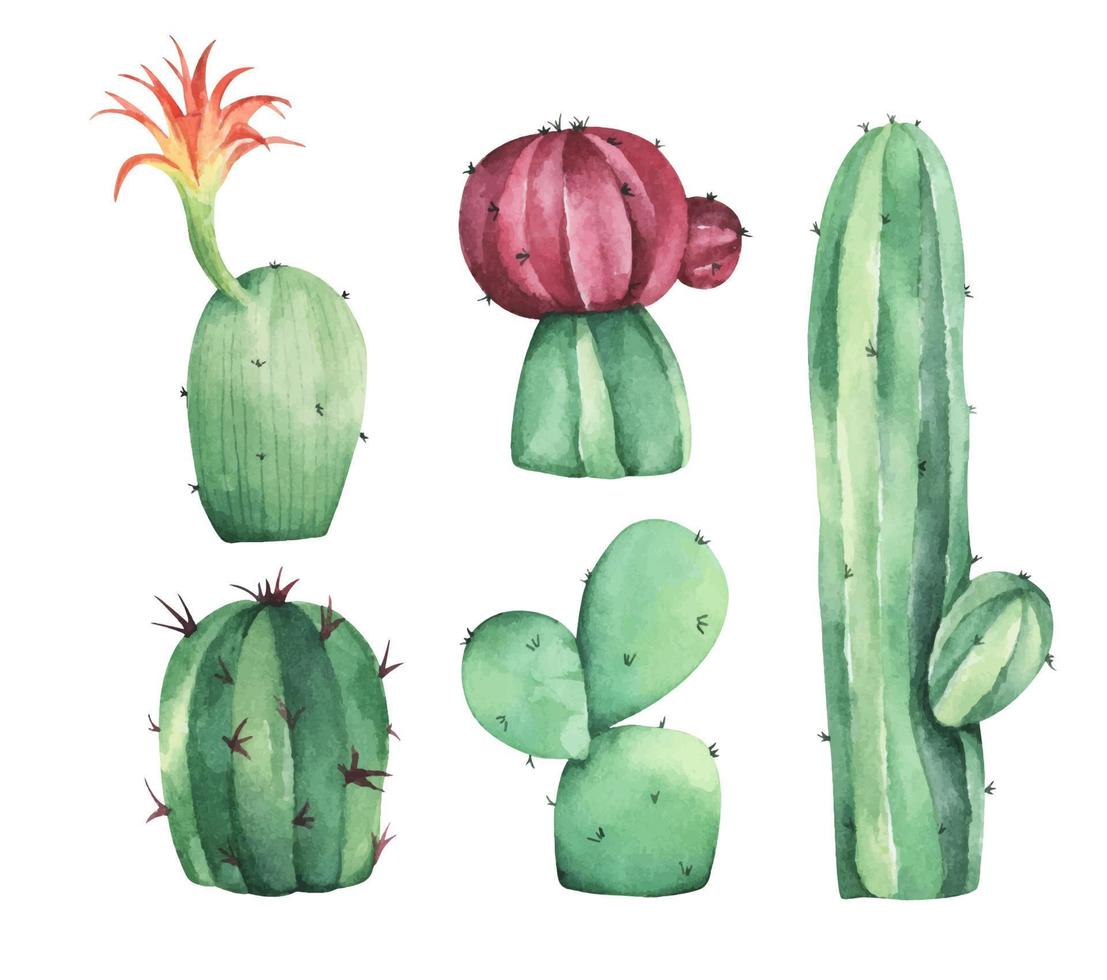 ensemble de cactus. illustration à l'aquarelle. vecteur