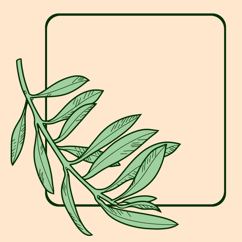 branche d'olivier sans baies, illustration vectorielle sur fond beige avec des feuilles vertes avec un cadre de texte carré vecteur
