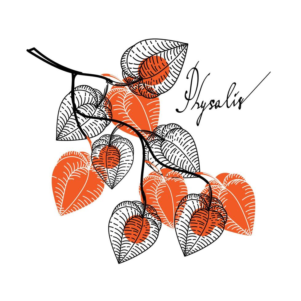 une branche avec des fleurs séchées de physalis, des éléments dessinés d'un doodle dans un style de croquis. inscription dessinée à la main. baies. physalis. dentelle phyzalis sur fond blanc. vecteur