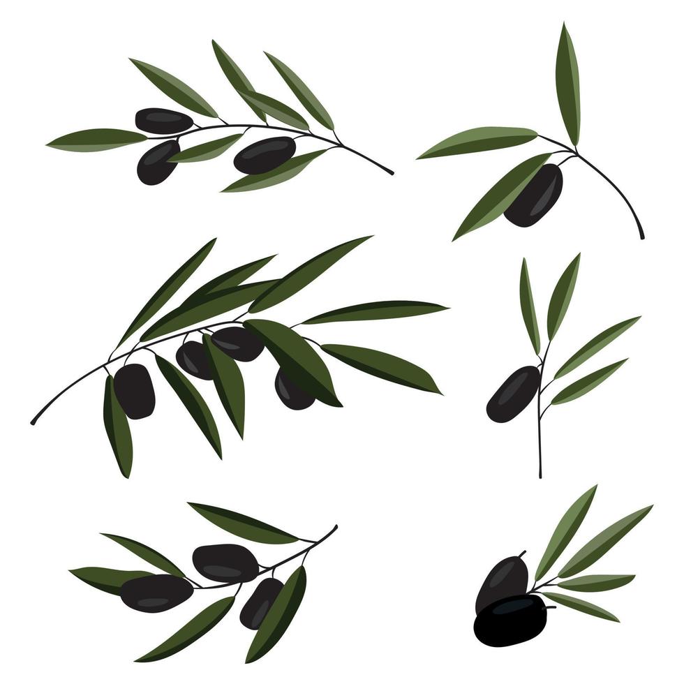 jeu d'illustration vectorielle d'olives vecteur